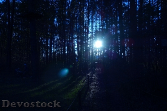 Devostock Forest Trees Sunrays Sunset
