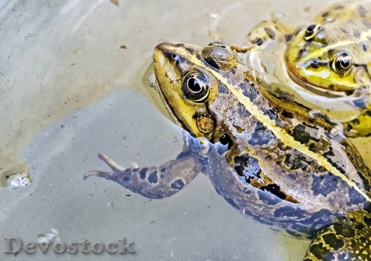 Devostock Frog Water Frog Animal Green 94276.jpeg