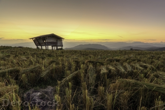 Devostock Garden Rice Countryside Sunset