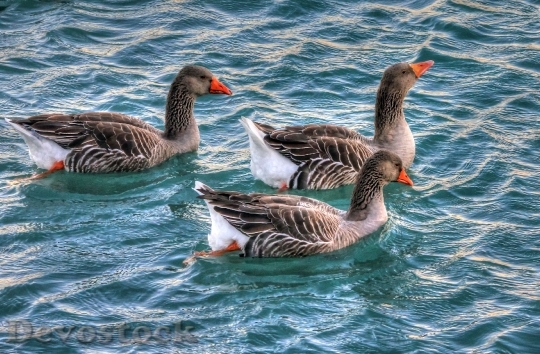 Devostock Geese Water Birds Waterfowl 63330.jpeg