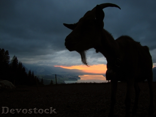 Devostock Goat In Evening Sunset