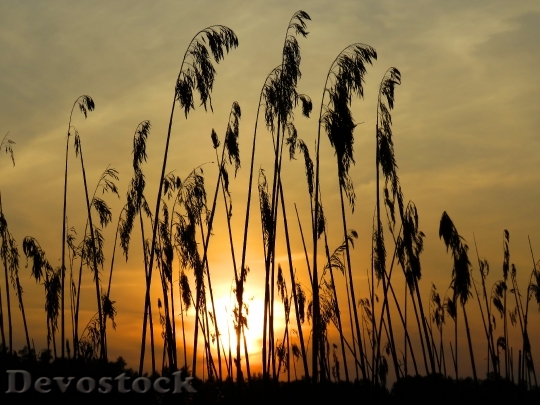 Devostock Grass Cane Sunset Lake