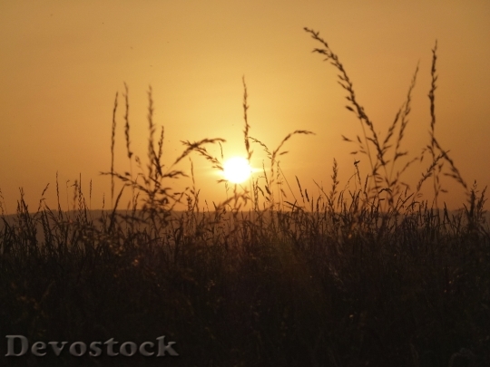 Devostock Grass Sun Nature Summer 3