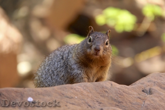 Devostock Grey Squirrel Animal Nature