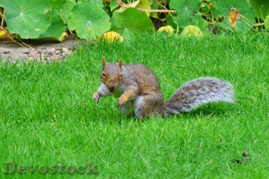 Devostock Grey Squirrel Nut In