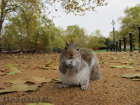 Devostock Grey Squirrel Park London