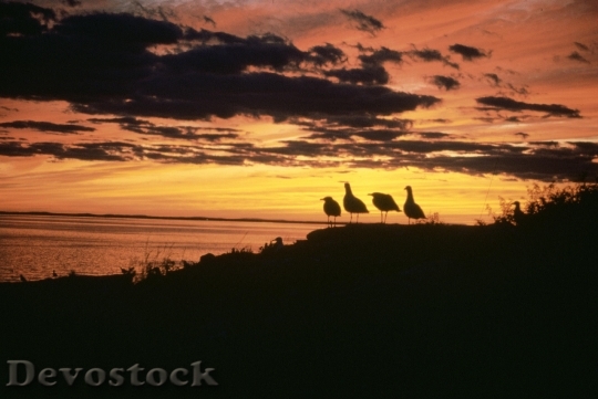 Devostock Gulls At Sunset