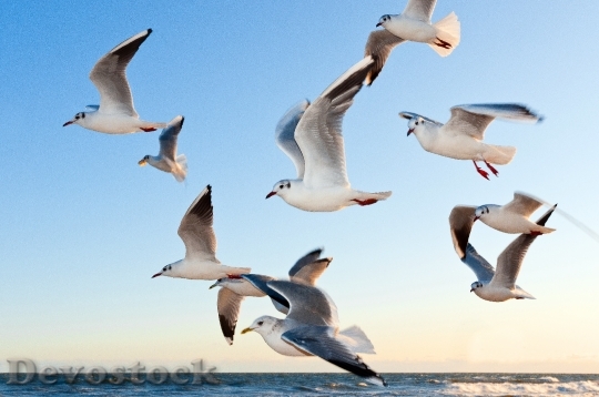 Devostock Gulls Bird Fly Coast 54462.jpeg