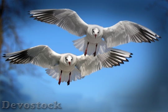Devostock Gulls Birds Fly Water Bird 37857.jpeg