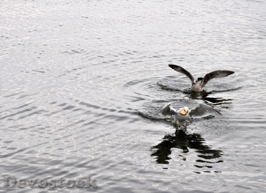 Devostock Gulls Seagull Bird Water