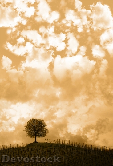 Devostock Hill Tree Clouds Sky