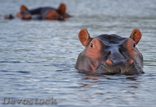 Devostock Hippo Hippopotamus Animal Look 46540.jpeg