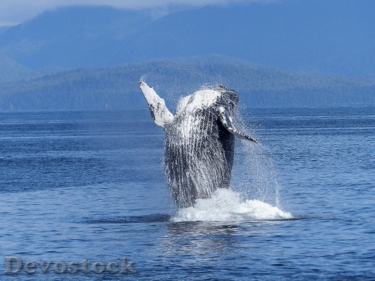 Devostock Humpback Whale Natural Spectacle Nature Mammal 51964.jpeg