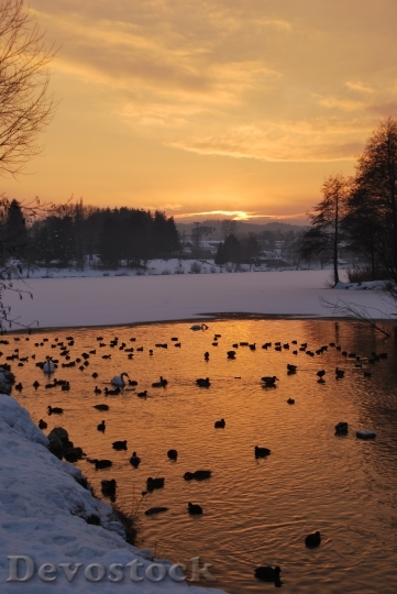 Devostock Lake Ducks Birds Sunset