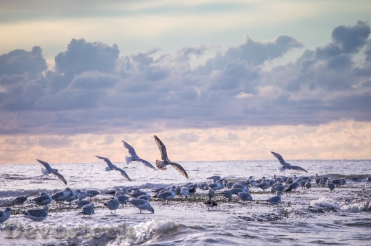 Devostock Lake Sea Gulls Water