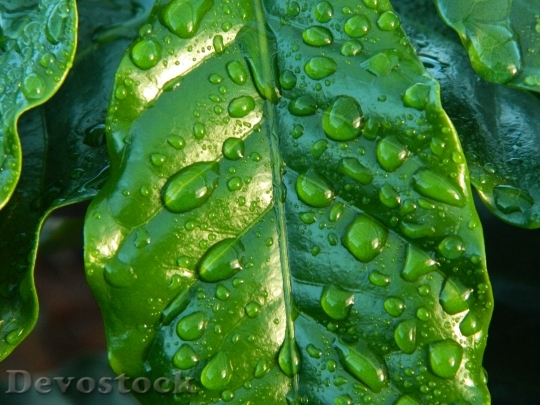 Devostock Leaf Rain Coffee Water 38435.jpeg