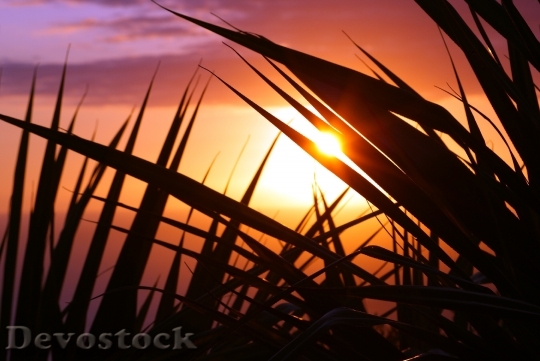 Devostock Leaves Sunset Meeting Sun
