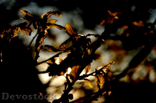Devostock Leaves Tree Leaf Colorful