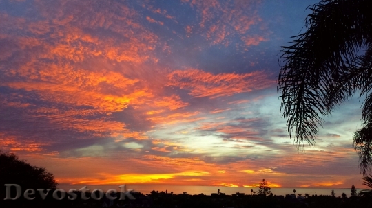 Devostock Leucadia Sunset Palm Silhouettes
