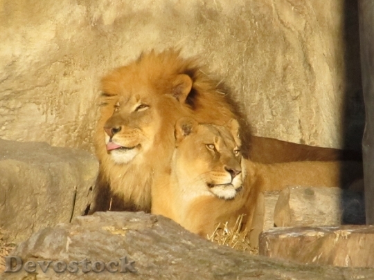 Devostock Lion Family Male Female