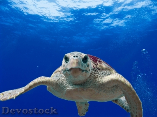 Devostock Loggerhead Turtle Sea Ocean Water 68744.jpeg