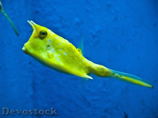Devostock Longhorn Cowfish Fish Yellow Cowfish 54313.jpeg