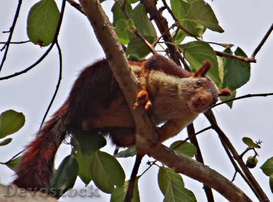 Devostock Malabar Giant Squirrel Ratufa 0
