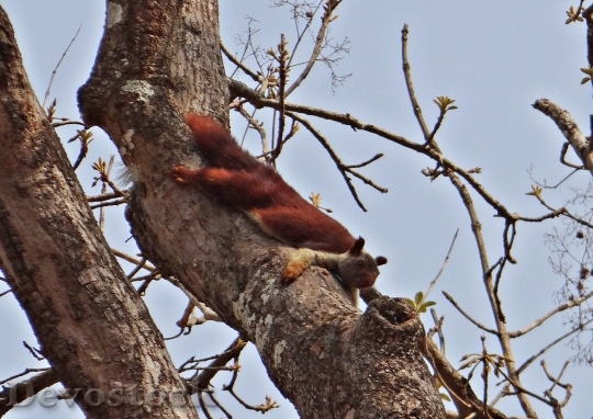 Devostock Malabar Giant Squirrel Ratufa 1