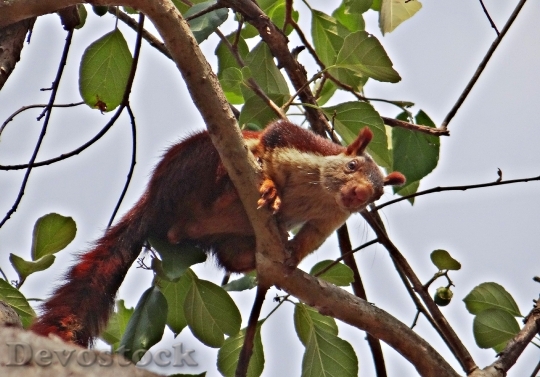 Devostock Malabar Giant Squirrel Ratufa 2