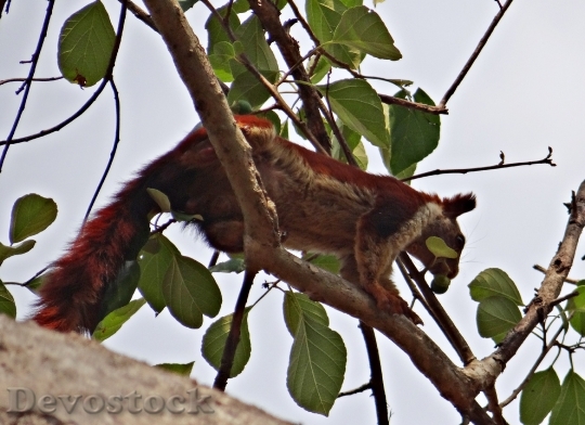 Devostock Malabar Giant Squirrel Ratufa 3