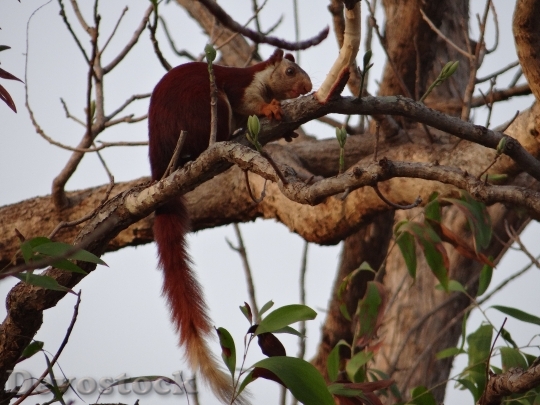 Devostock Malabar Giant Squirrel Ratufa 6