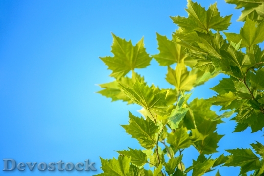 Devostock Maple Leaves Blue Sky