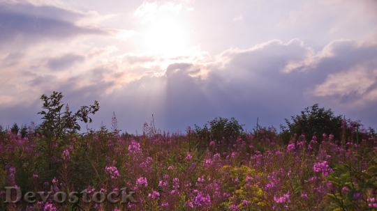 Devostock Meadow Sunset Flower Meadow