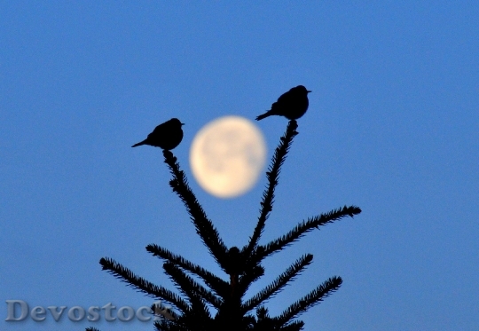 Devostock Mountain Bluebirds Moon Perched