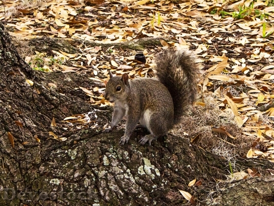 Devostock Nature Fauna Squirrel 1264529