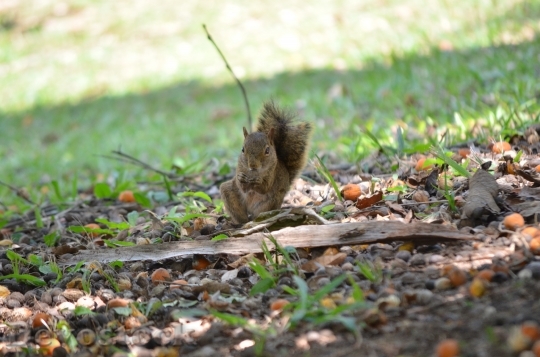 Devostock Nature Squirrel Funny Cute