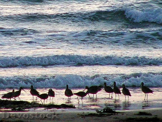 Devostock Ocean Water Beaches Birds