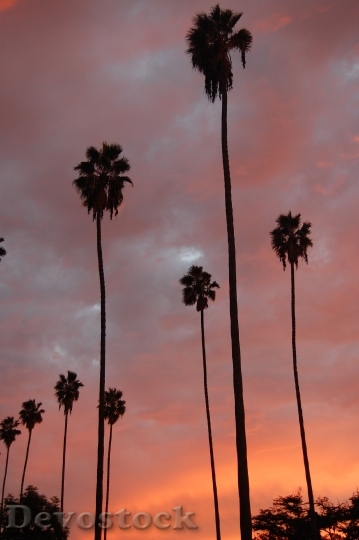 Devostock Palm Trees Palms Sunset