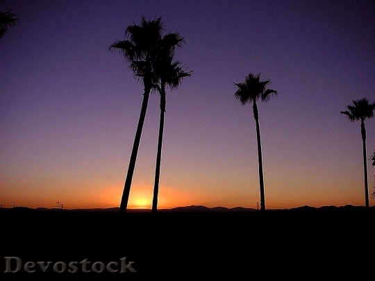 Devostock Palm Trees Sunrises