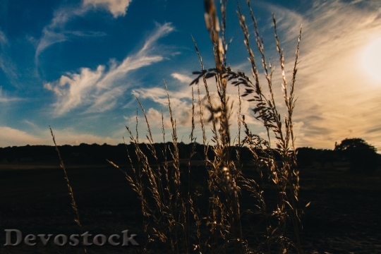 Devostock Pasture Field Grass Sky