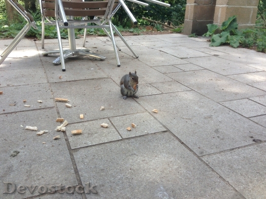 Devostock Patio Outdoor Squirrel Scraps