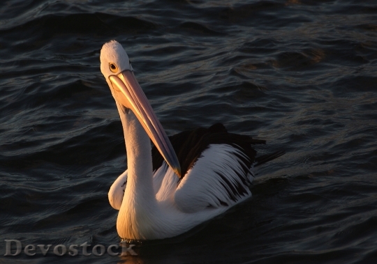 Devostock Pelican Beak Water Bird