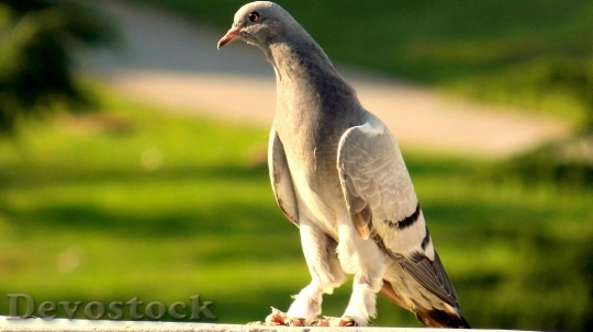 Devostock Pigeon Birds Beautiful Nature