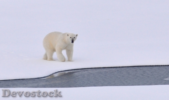 Devostock Polar Bear Ice Arctic White 162320.jpeg
