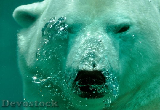 Devostock Polar Bear The Bear Water 48153.jpeg