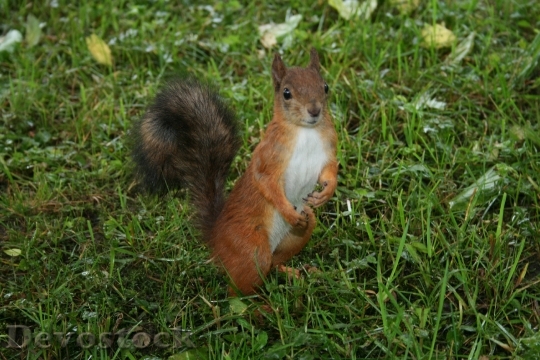 Devostock Protein Squirrel Animal 730267