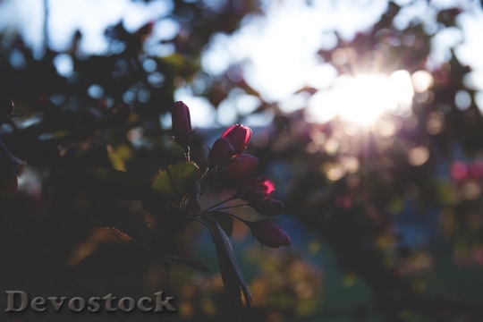 Devostock Red Flowers In Sunlight