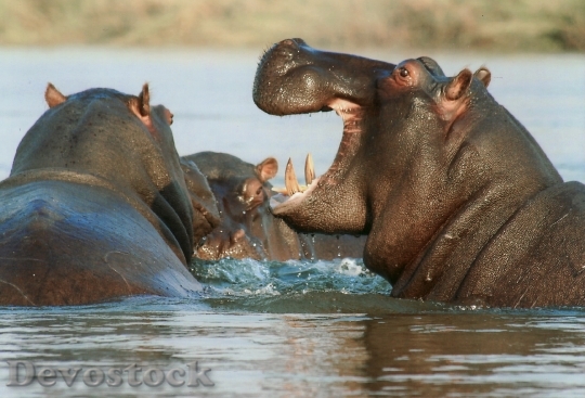 Devostock River Horse Hippopotamus Hippo Animal 68663.jpeg