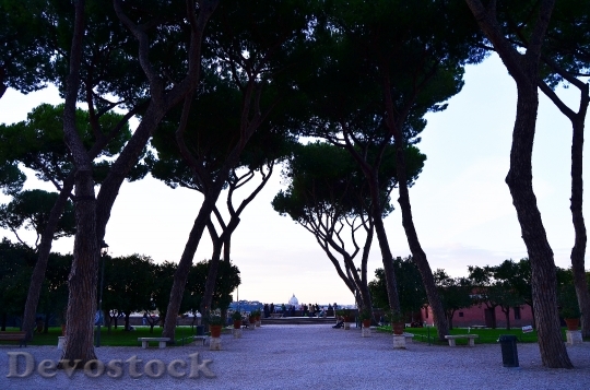 Devostock Rome Alley Park Trees