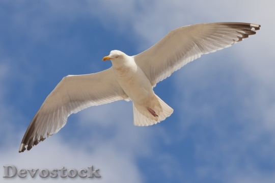 Devostock Seagull Bird Animal Nature 162292.jpeg